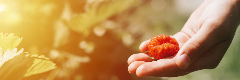 Midsection of person holding strawberry