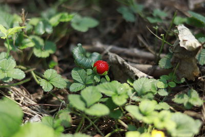 Close-up of berries growing on plant