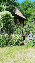 House amidst trees and plants on field in forest