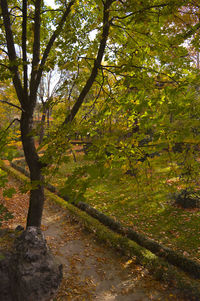 Trees in forest