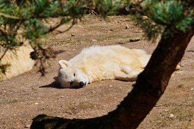 View of a dog lying on land