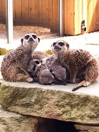 Portrait of two dogs