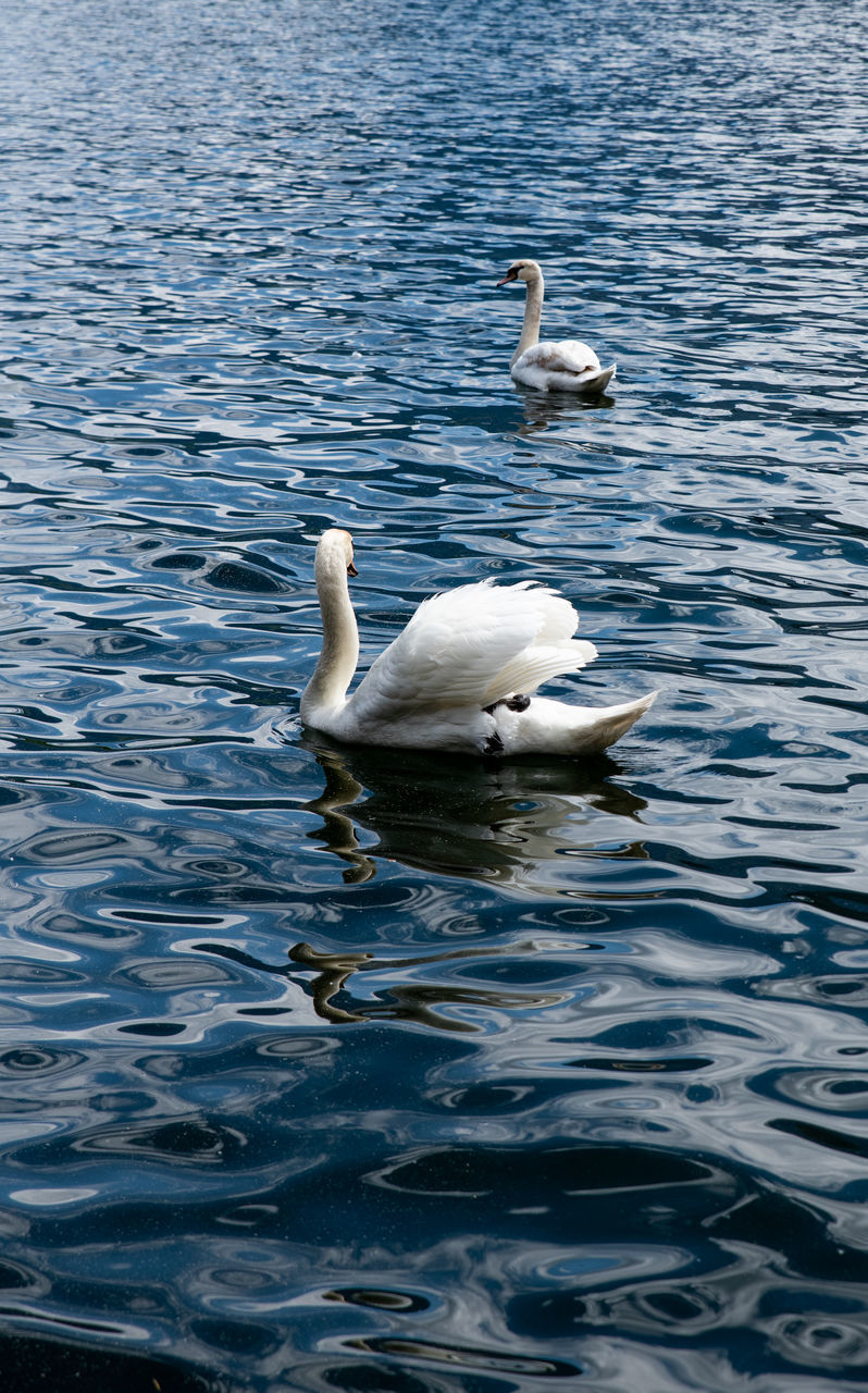 SWANS IN LAKE