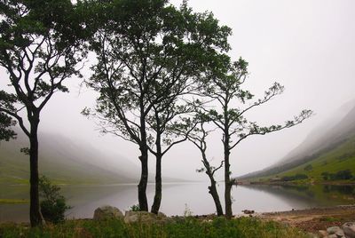 Trees growing by lake in foggy weather