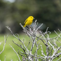 Close-up of bird perching on tree