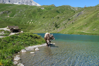 Panoramic view of a traditional cow on mountain