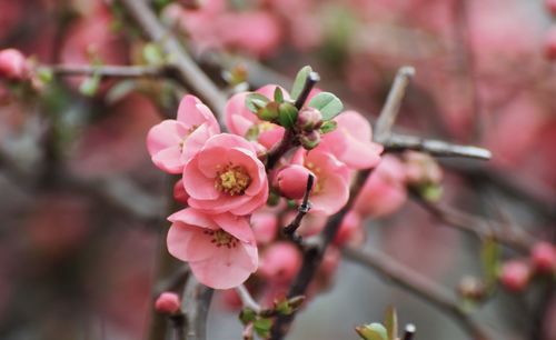 Close-up of pink cherry blossom on tree