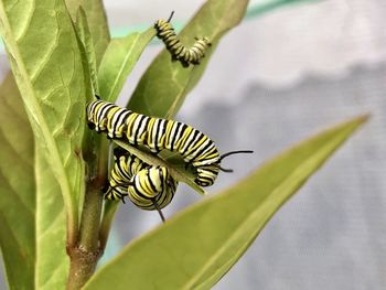 insect