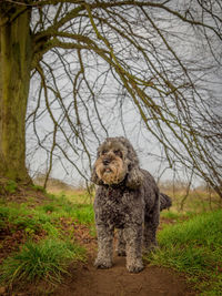 Portrait of dog by tree on land