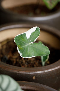 High angle view of potted plant leaves