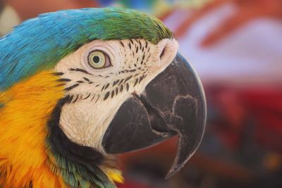 Close-up of parrot