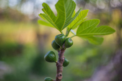 Close-up of fresh green plant