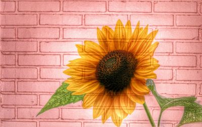 Close-up of sunflower