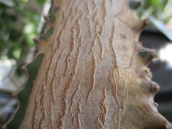 Close-up of tree trunk