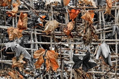 Close-up of dry autumn leaves on twigs