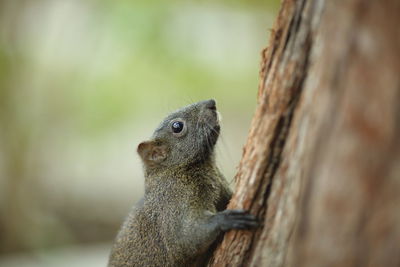 Close-up of squirrel on wood