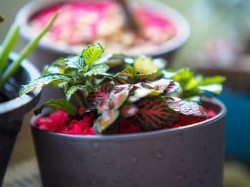 Close-up of fruits in bowl on table