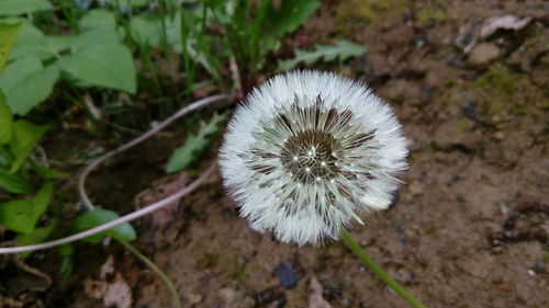 Close-up of flower