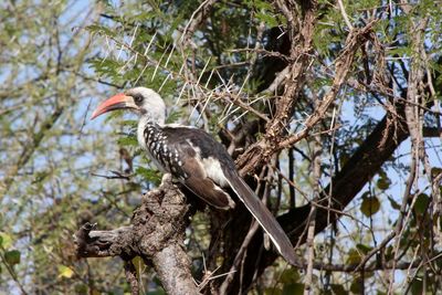 Bird perching on tree