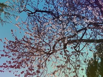 Low angle view of trees against sky