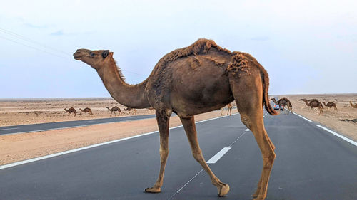 Camel standing on road