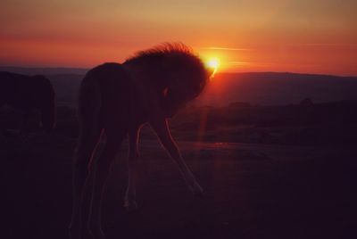 View of a silhouette cat during sunset