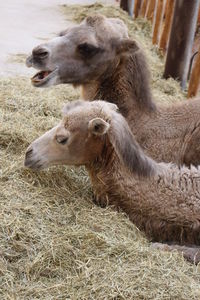 Close-up of sheep on field