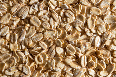 sunflower seed