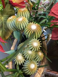 Close-up of cactus plants