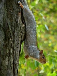 Close-up of lizard on tree