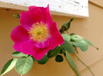 Close-up of insect on pink flower