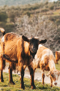 Cows standing in a field