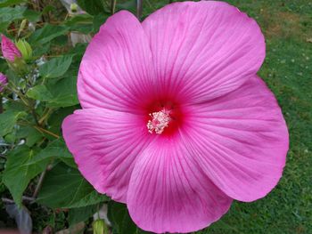 Close-up of pink flower blooming outdoors