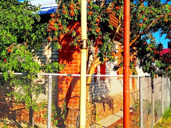 Plants growing by fence