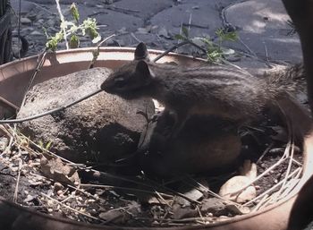 High angle view of cat