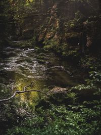 View of stream flowing through forest