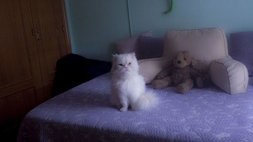 Cat resting on sofa