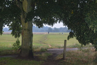 Trees on field against sky