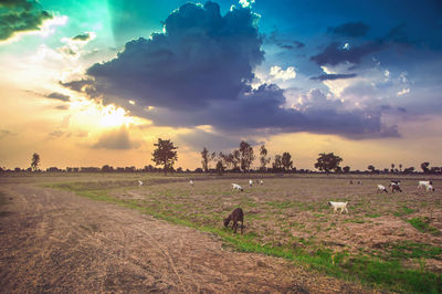 Scenic view of field against sky during sunset