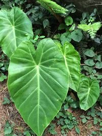 Close-up of leaf