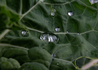 Full frame shot of raindrops on leaves