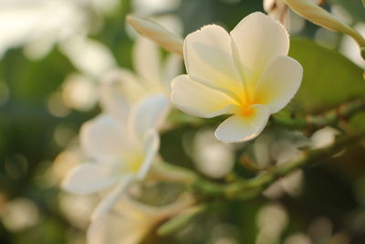 Close-up of white flowering plant