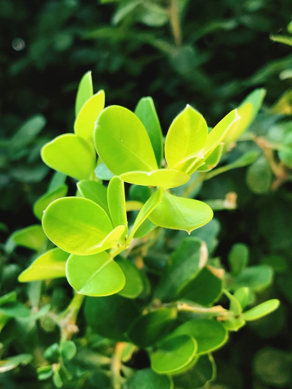 growth, nature, green color, leaf, focus on foreground, close-up, beauty in nature, no people, outdoors, tree, day, freshness