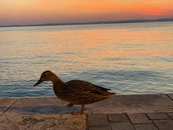Bird perching on a beach