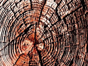 Full frame shot of tree stump