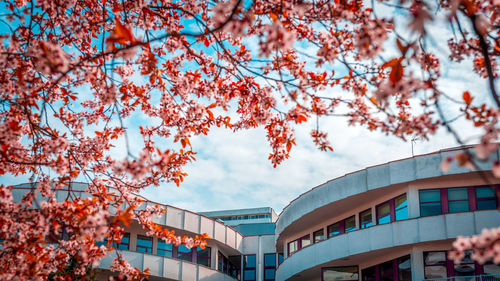 Low angle view of trees against sky