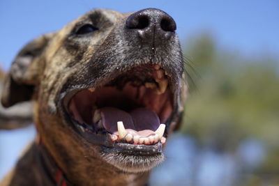 Close-up of dog