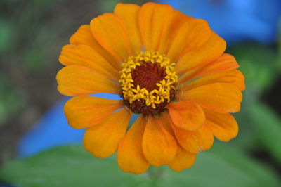 Close-up of marigold blooming outdoors