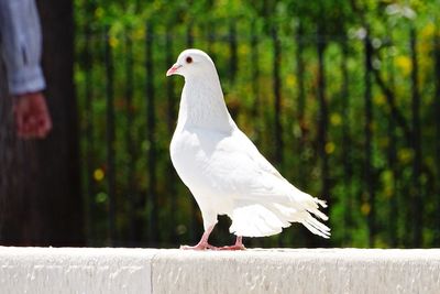 Close-up of seagull perching on wooden post