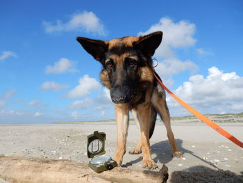 Portrait of dog on beach